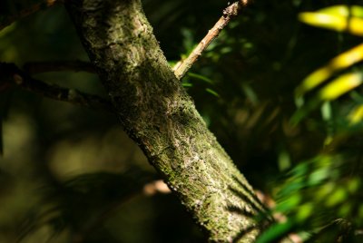 Torreya californica - toreja kalifornská - kůra